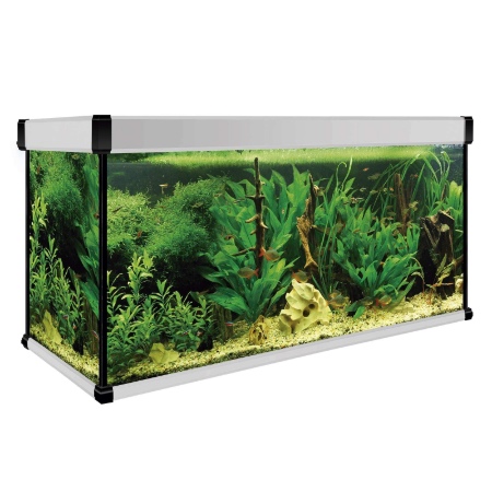 El acuario, parte de los cuidados del pez ángel