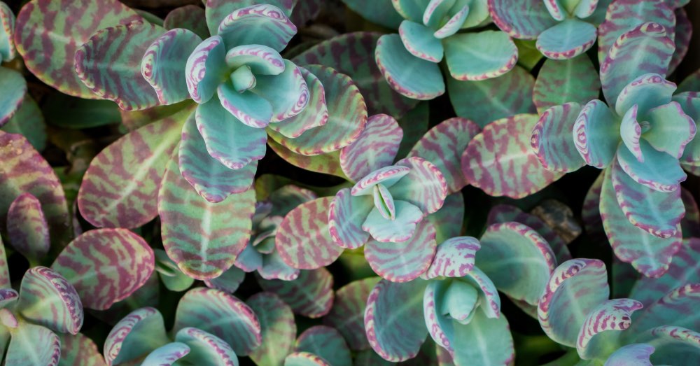 Cuidados del kalanchoe desert surprise