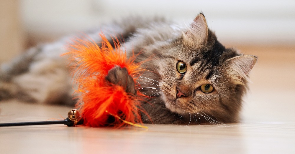 ¿Cuáles son los mejores juguetes para gatos?