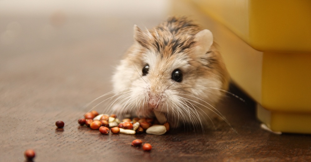 ¿Qué comen los hámsters?