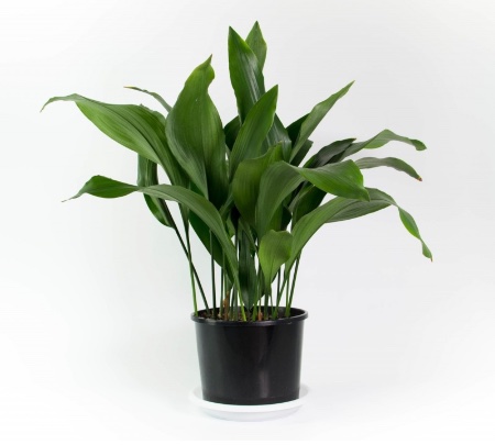 Aspidistra