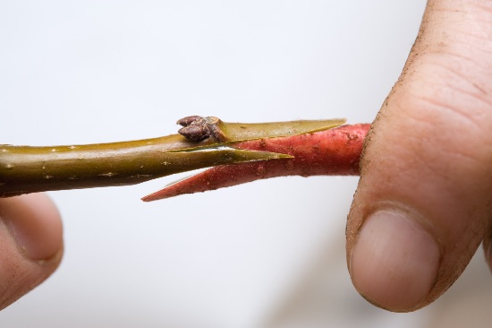 Por qué elegir plantas injertadas para huerto