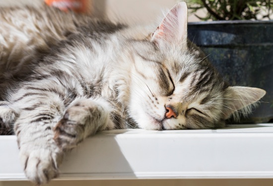 Protección de los distintos tipos de antiparasitarios para gatos