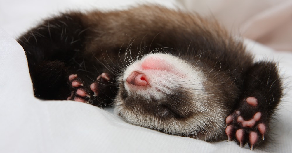 Cuidados del hurón, el compañero ideal