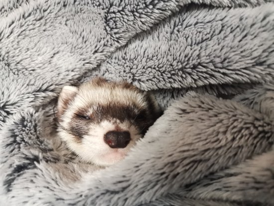 El sueño respetado, uno de los cuidados de un hurón más importantes