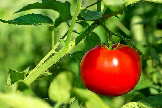 Tareas para saber cómo cultivar tomates