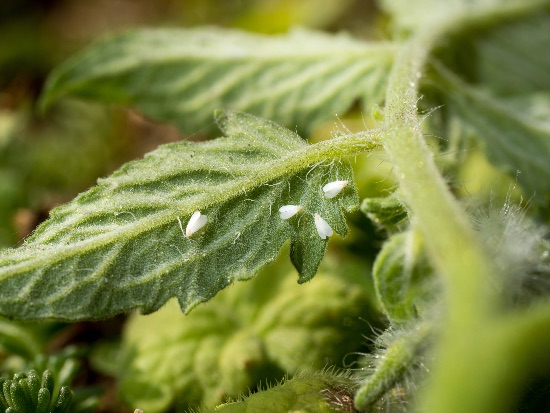 Vigilar las plagas, un aspecto fundamental en cómo cultivar tomates