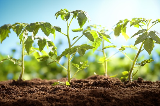 Elegir el lugar de plantación, clave en cómo cultivar tomates
