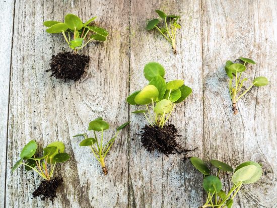 Multiplicar la planta del dinero china desde hijuelos