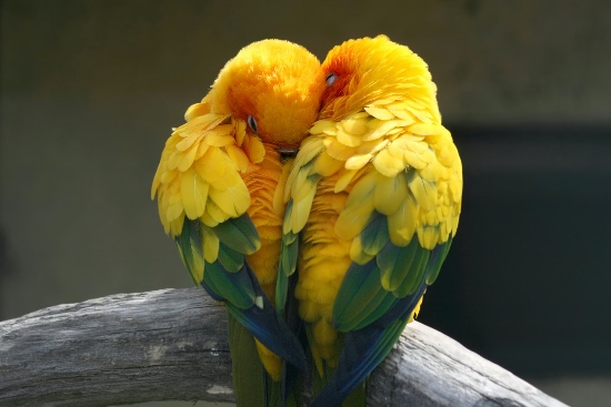 Consejos para cuidar las aves en verano Consejos para cuidar de las aves en verano