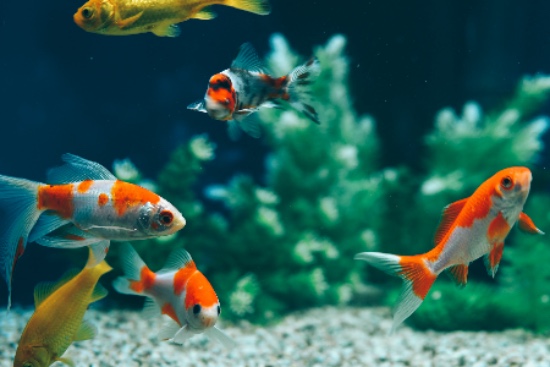 Cuidados de los peces en verano Cuidados de los peces en verano