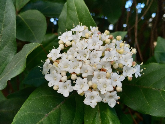 Durillo, un precioso arbusto Durillo, un precioso arbusto y una de las plantas de exterior fáciles de cuidar