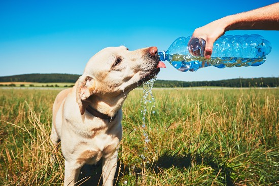 Golpe de calor, otro de los primeros auxilios para perro que debemos conocer