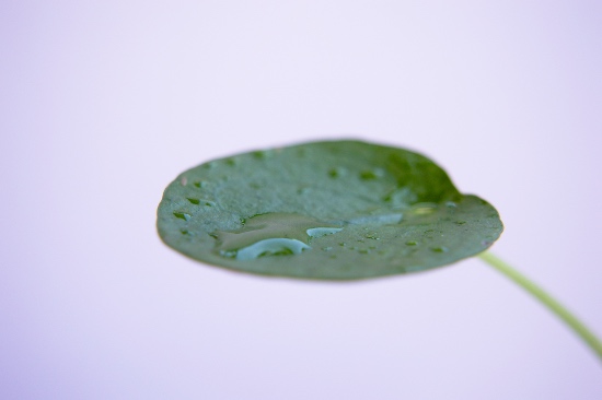 Cómo reproducir la planta del dinero china a través de las hojas