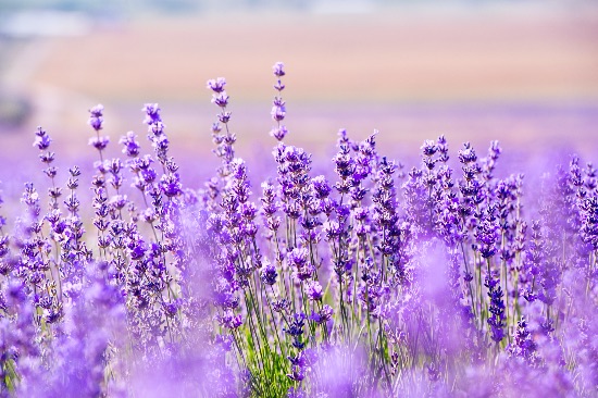 Lavanda, una de las plantas resistentes a la sequía más hermosas