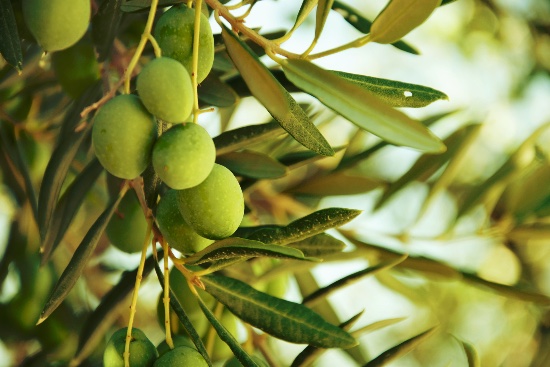 Olivo con fruto