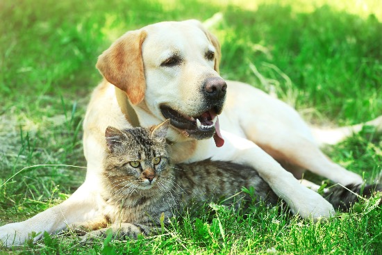 Cuidar de las mascotas en verano: perros y gatos Cuidar de las mascotas en verano: perros y gatos