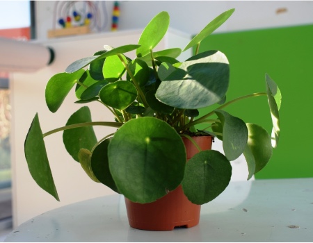 Pilea peperomioides o planta del dinero china