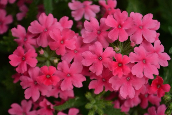 Verbena en flor