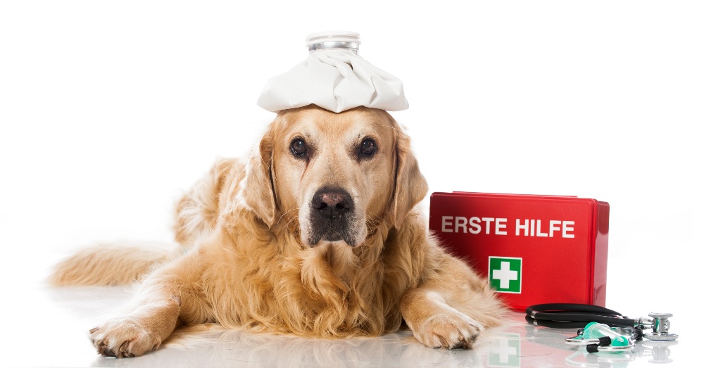 Primeros auxilios de perro: qué saber