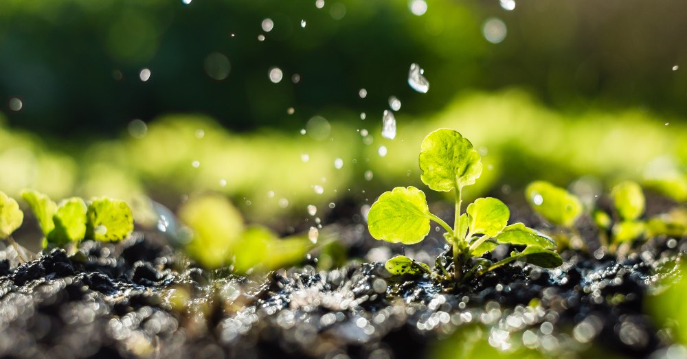 Cómo organizar el riego del huerto en verano