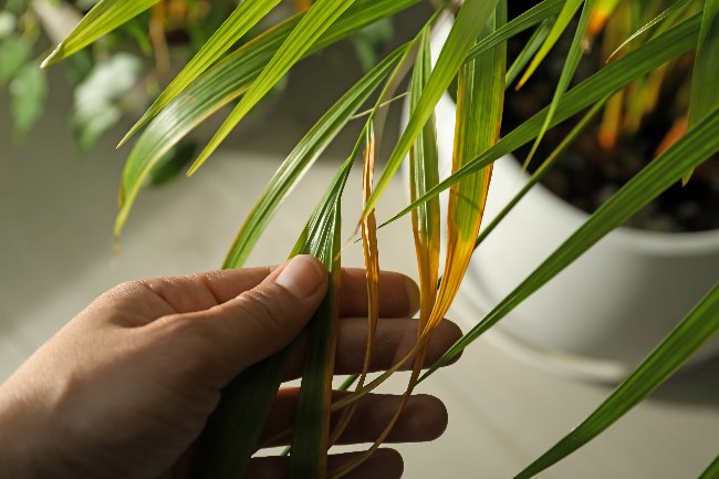 Problemas de cultivo de la areca