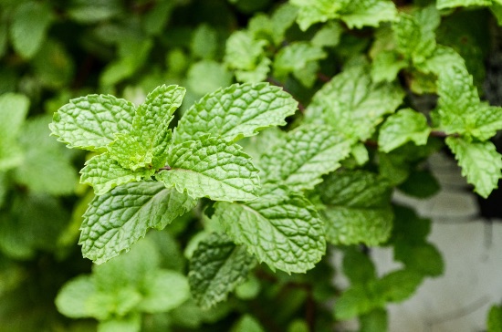 Menta, una de las plantas que repelen plagas del huerto