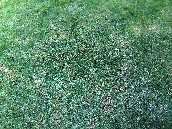 Oidio, una de las enfermedades del césped en verano