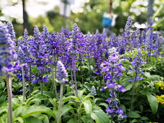 Salvia, otra de las plantas que repelen plagas del huerto