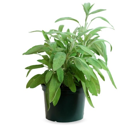 Salvia officinalis
