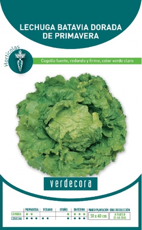 Semillas de lechuga Batavia Verdecora
