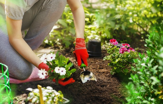 Consejos para aclimatar plantas recién compradas