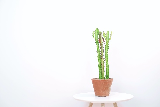 Euphorbia Trigona en maceta