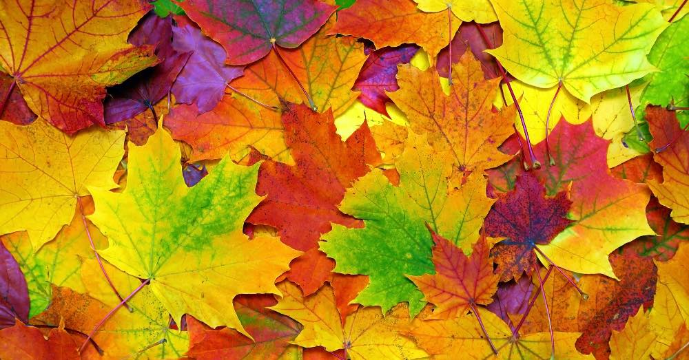 Tareas del jardín en septiembre