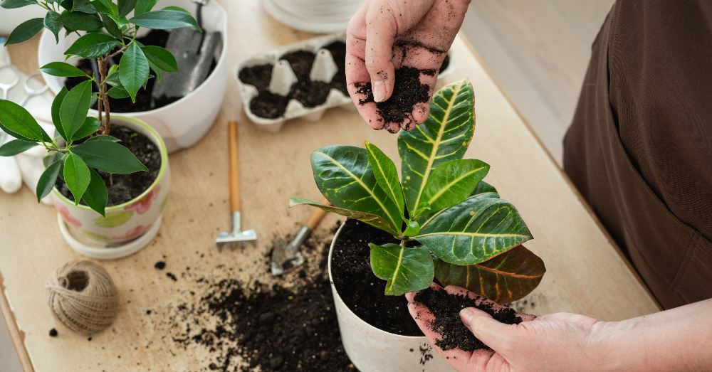 Cómo y cuándo trasplantar plantas recién compradas