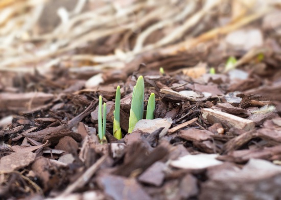 Beneficios del mulch