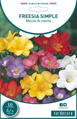 Fresia, uno de los bulbos para plantar en octubre