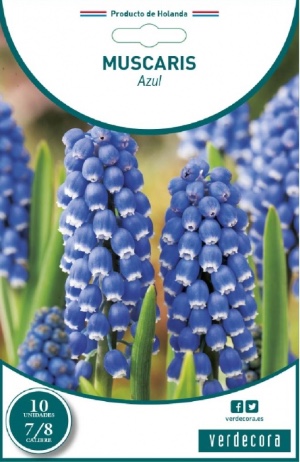 Muscaris, uno de los bulbos para plantar en octubre