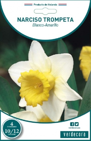 Bulbos de narciso trompeta