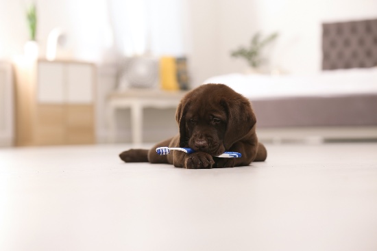 Cómo limpiar los dientes de un perro correctamente