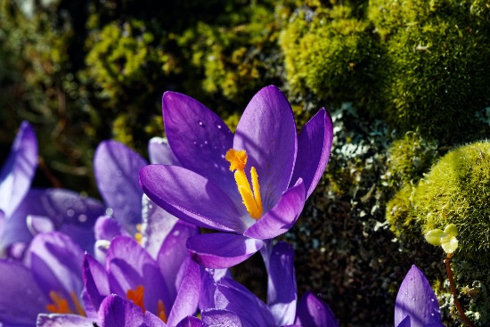 Crocus en flor