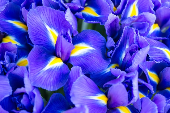 Iris en flor