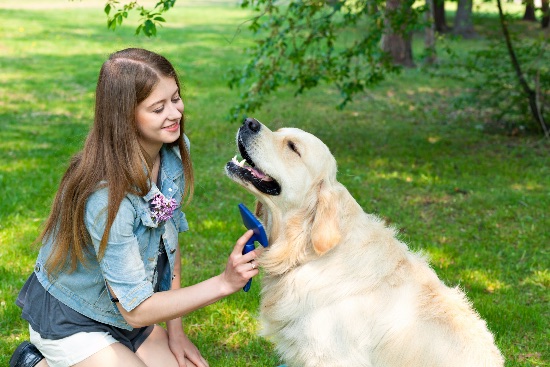 Por qué se da la muda del pelo del perro