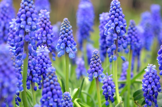 Muscari en flor