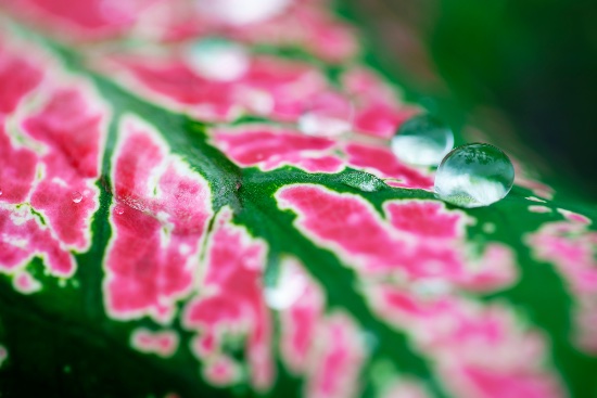 Detalle del dibujo del Caladium