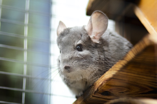 Cuidados de los pequeños mamíferos como la chinchilla
