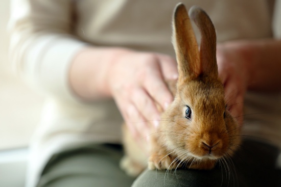 Cuidados del conejo