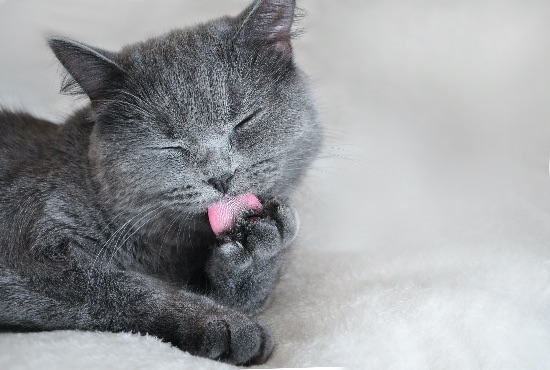 Cuándo bañar a un gato