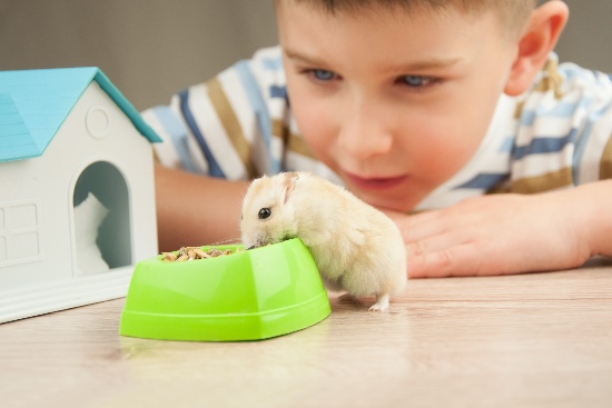 Elegir mascotas para niños