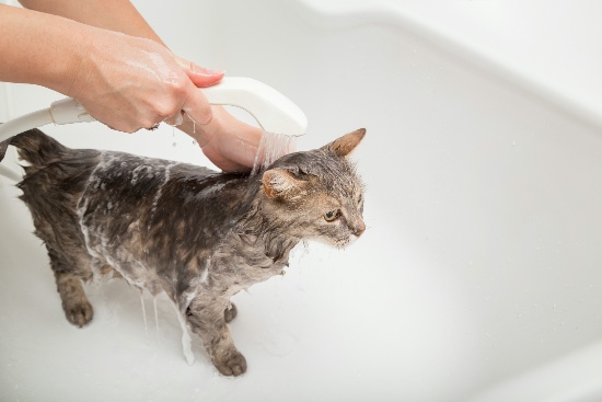 Pautas para saber cómo bañar a un gato